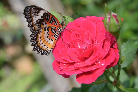 植物区系的翅膀粉红色玫瑰上蝴蝶翅膀上的橘黑色图案,花瓣上有水滴