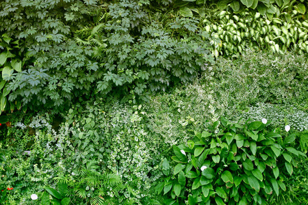 有热带植物的墙.攀缘植物.天然绿背草照片