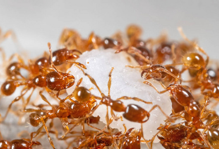 Macro Photo of Group of Pheidole Pallidula Ants Help Each Other 