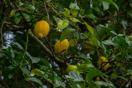 Citrus sinensis, also known as the Citrus aurantium 