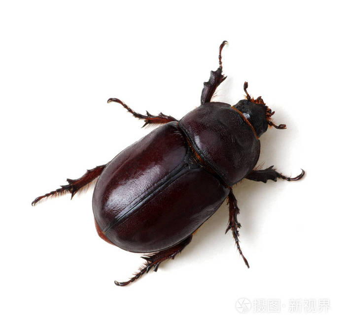 beetleisolatedonwhite