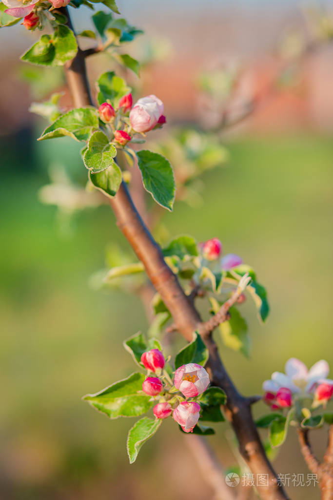 花园里苹果树花蕾的特写镜头春天夕阳下盛开的苹果园