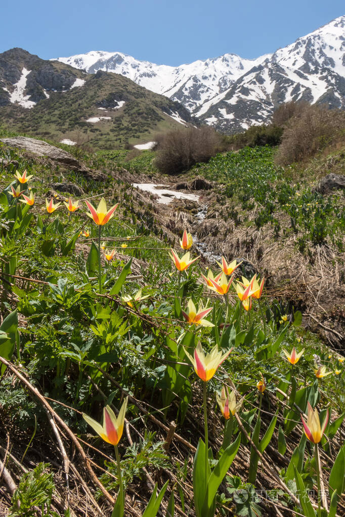 哈萨克斯坦天山山麓的黄色郁金香春季景观
