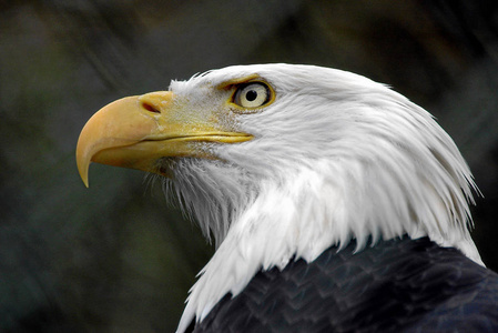 动物 自由 美国人 猎物 抓住 猛禽 羽毛 捕食者 野生动物