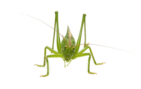 Green locust isolated on white 