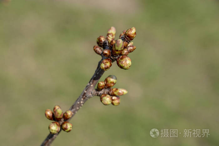 樱桃树芽图片图片