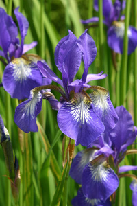 开花 自然 紫罗兰 植物学 花园 虹膜 美丽的 植物 园艺