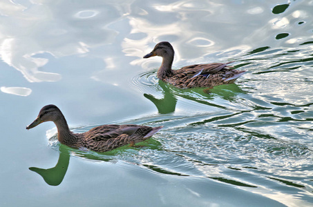 two swimming ducks in the river 