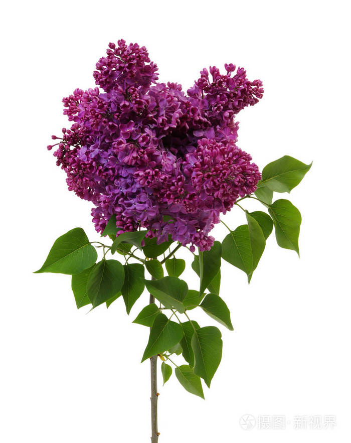 lilacflowerisolatedonwhite