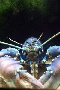 动物 龙虾 海洋 食物 海的 水下 美食家 烹饪 生活 野生动物
