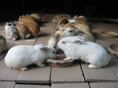 夏天 宠物 特写镜头 泰国 复活节 动物 情人 兔子 自然