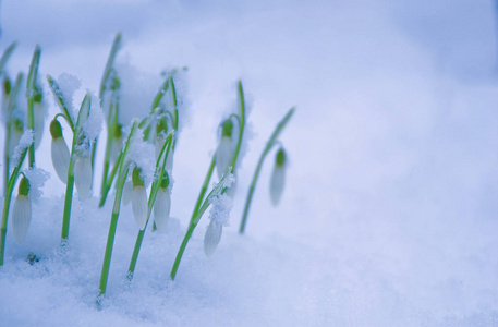 春天 季节 第一 花园 雪滴 美丽的 雨滴 植物区系 花的