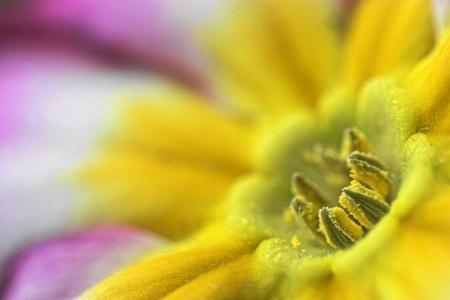 植物区系 开花 水仙 水仙花 繁荣的 花瓣 植物 报春花