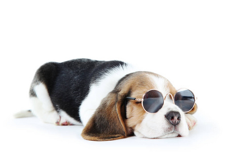 朋友 太阳镜 繁殖 美丽的 犬科动物 幼犬 肖像 有趣的