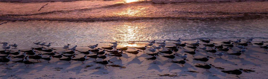 牡蛎捕手海滩上的海鸟图片