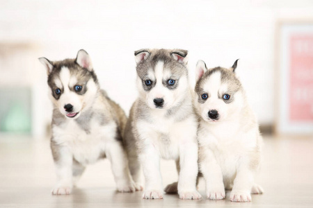 可爱的 房间 漂亮的 犬科动物 宠物 幼犬 繁殖 公寓 特写镜头