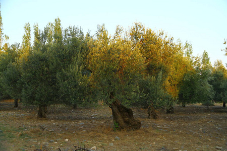 分支 农事 文化 早晨 纹理 农场 树干 老年人 木材 橄榄
