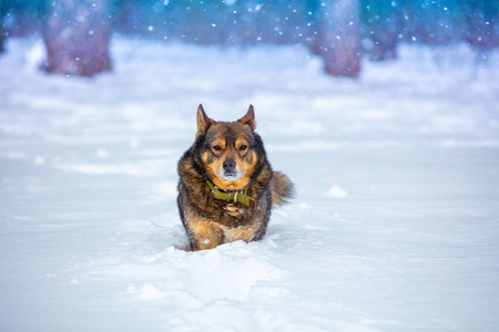 毛皮 动物 圣诞节 降雪 十二月 野生动物 宠物 梦想 森林