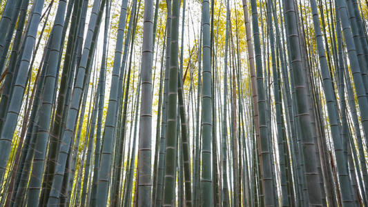 荒山竹林竹林竹林低角度拍摄图片