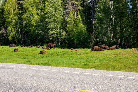 大草原 动物 自然 野牛 奶牛 放牧 美国人 加拿大 黄石公园