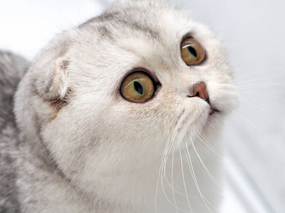 繁殖 眼睛 短发 美丽的 毛皮 毛茸茸的 基蒂 小猫 漂亮的