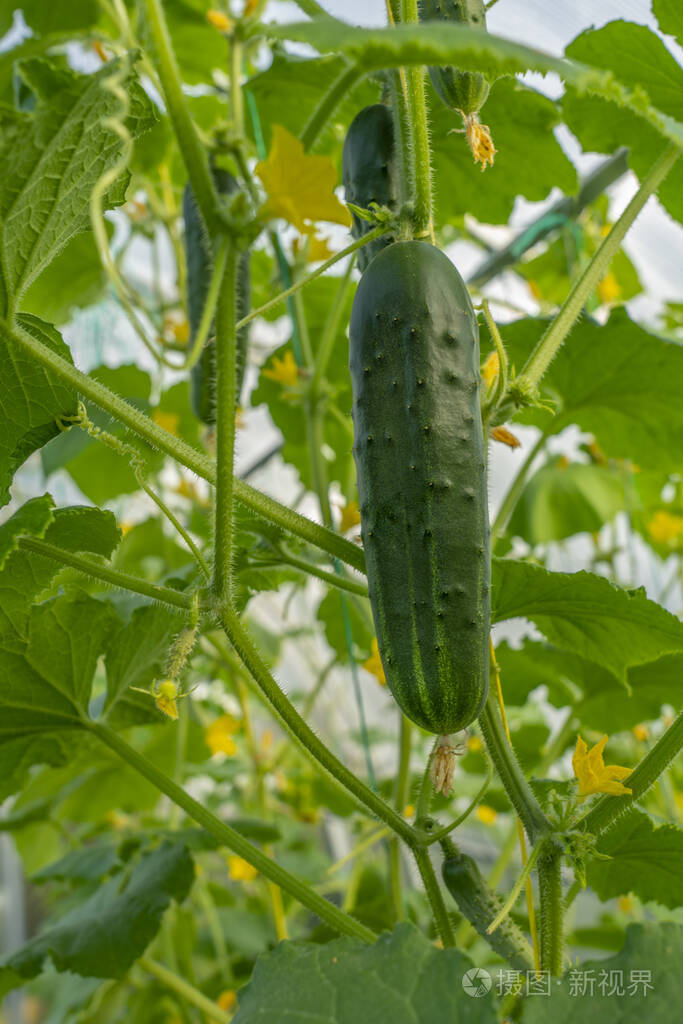 温室里挂在睫毛上的黄瓜水果特写镜头