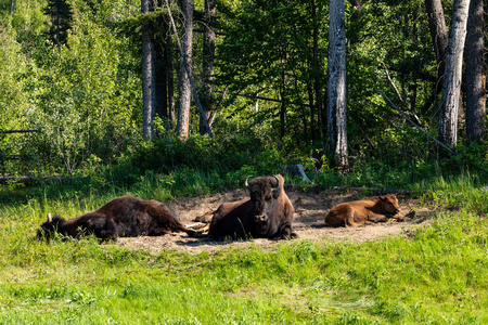 哺乳动物 阿拉斯加公路 毛皮 黄石公园 加拿大 动物 大草原