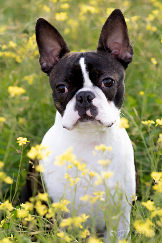 portrait of a cute boston terrier