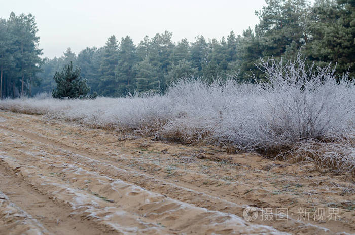 野生托盘的干茎上覆盖着白霜