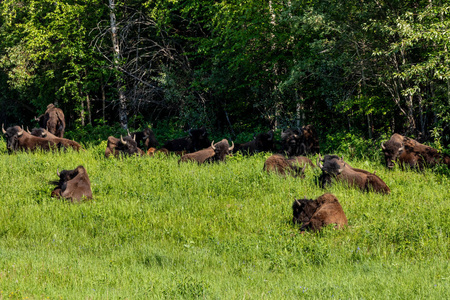 黄石公园 美国 自然 毛皮 喇叭 兽群 动物 水牛 美国人