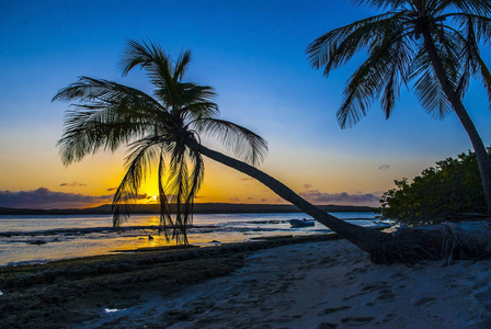 加勒比海热带海滩日落时的椰子棕榈树。文塔格