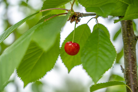 Ripe cherries hanging on a branch among the leaves 