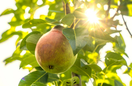 成熟多汁的梨挂在梨树的树枝上，阳光透过树叶窥视