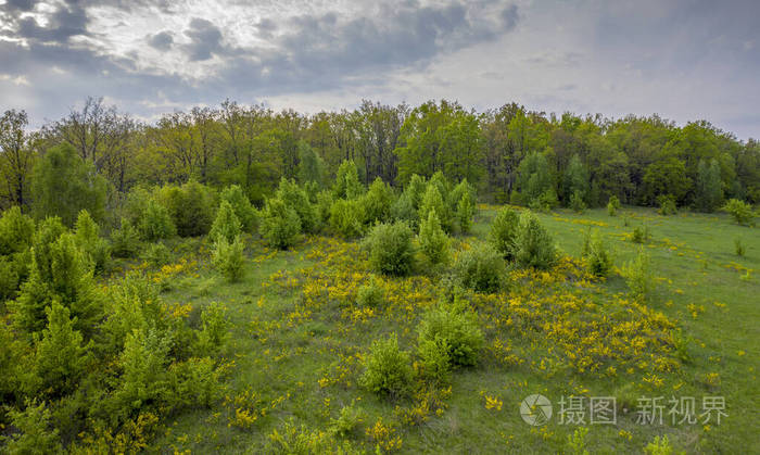 日落在森林和沟壑中从鸟瞰灌木开着黄花
