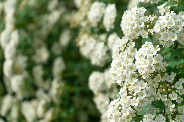 花园里盛开着白色的绣线菊，花开得很漂亮。