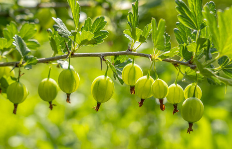 Gooseberry berries are hanging in a row on a branch illuminated 