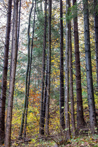 秋天有落叶和针叶树的高大森林图片