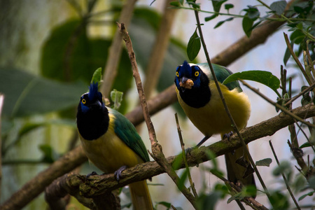 松鸦 羽毛 美丽的 动物群 野生动物 森林 哥伦比亚 分支