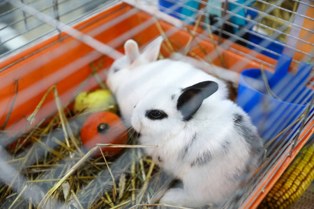 一家宠物店出售兔子图片