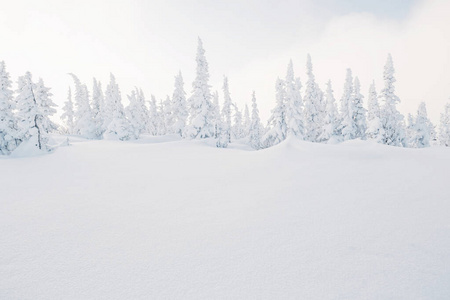 假日 自然 森林 喀尔巴阡山 圣诞节 降雪 假期 云杉 环境