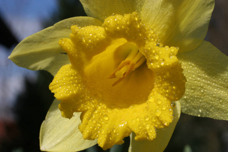 盛开 水仙花 花儿 花园 植物学 领域 花瓣 春天 美丽的