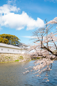 日本志贺市，春日樱花盛开的Hikone城堡