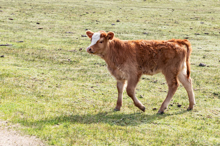 年轻的棕牛走出自由放养的绿色牧场,宁静的乡村景色,小牛散步照片