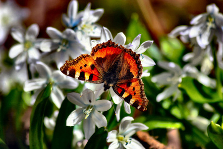 昆虫 动物 美丽的 自然 夏天 颜色 花园 花蜜 蝴蝶 花的