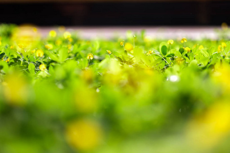 春天 花的 环境 花园 季节 美丽的 颜色 特写镜头 植物区系