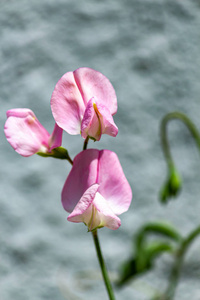 甜豌豆开花藤蔓三花特写图片