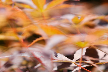 颜色 树叶 花园 十月 特写镜头 植物 落下 秋天 美丽的