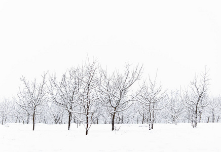 雪地里的树。冬季景观。