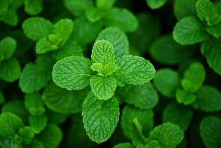 peppermint leaf in the garden background  Fresh mint leaves in 