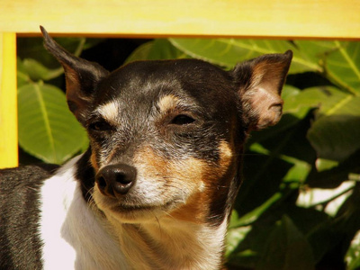 自然 美丽的 有趣的 面对 宠物 可爱极了 小狗 繁殖 猎狐犬